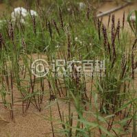 柑橘黄叶症状示例0