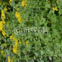 柑橘黄叶症状示例0