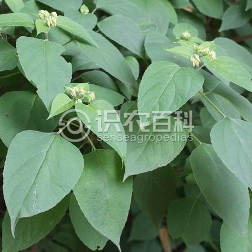 柑橘黄叶症状示例2