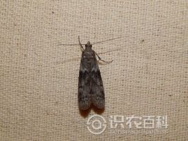 柑橘黄叶症状示例0