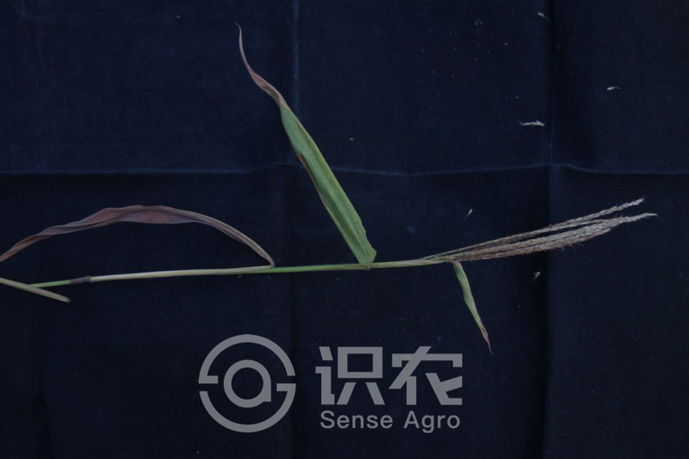 柑橘黄叶症状示例2