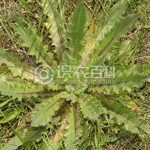 柑橘黄叶症状示例1