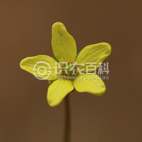 柑橘黄叶症状示例3