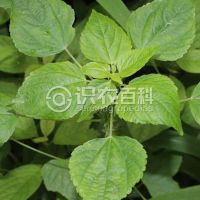 柑橘黄叶症状示例0
