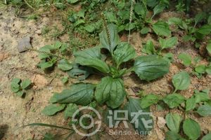 柑橘黄叶症状示例0