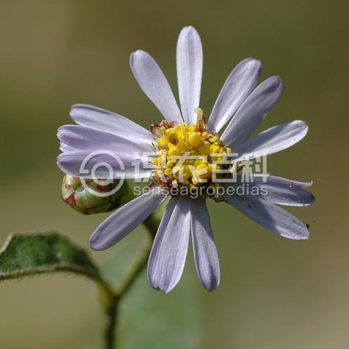 柑橘黄叶症状示例5