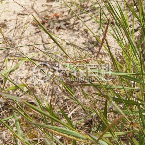 柑橘黄叶症状示例3