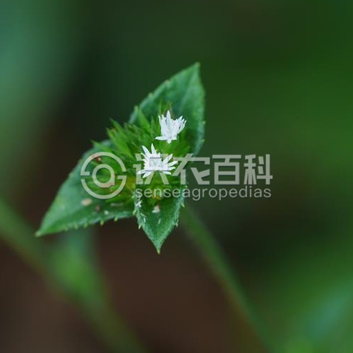 柑橘黄叶症状示例4