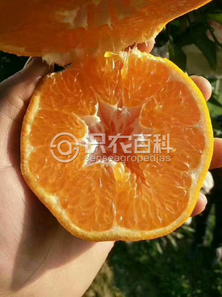 柑橘黄叶症状示例4