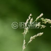 柑橘黄叶症状示例0