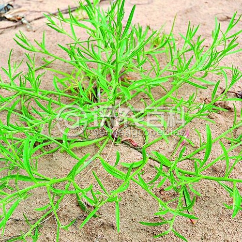 柑橘黄叶症状示例2