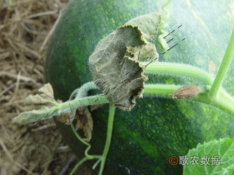 柑橘黄叶症状示例0