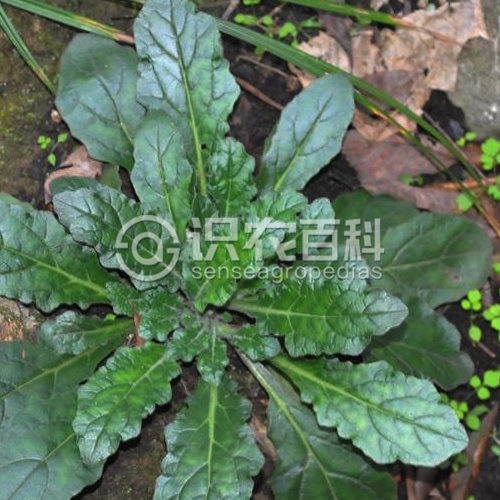 柑橘黄叶症状示例3