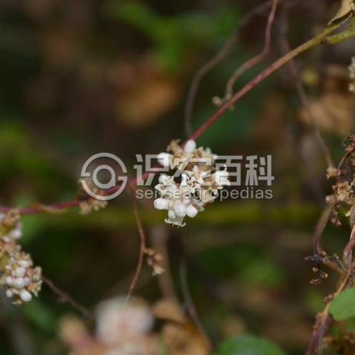 柑橘黄叶症状示例3