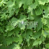 柑橘黄叶症状示例0