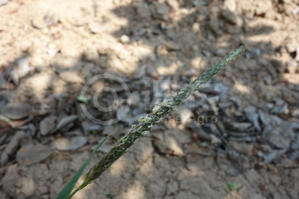 柑橘黄叶症状示例3