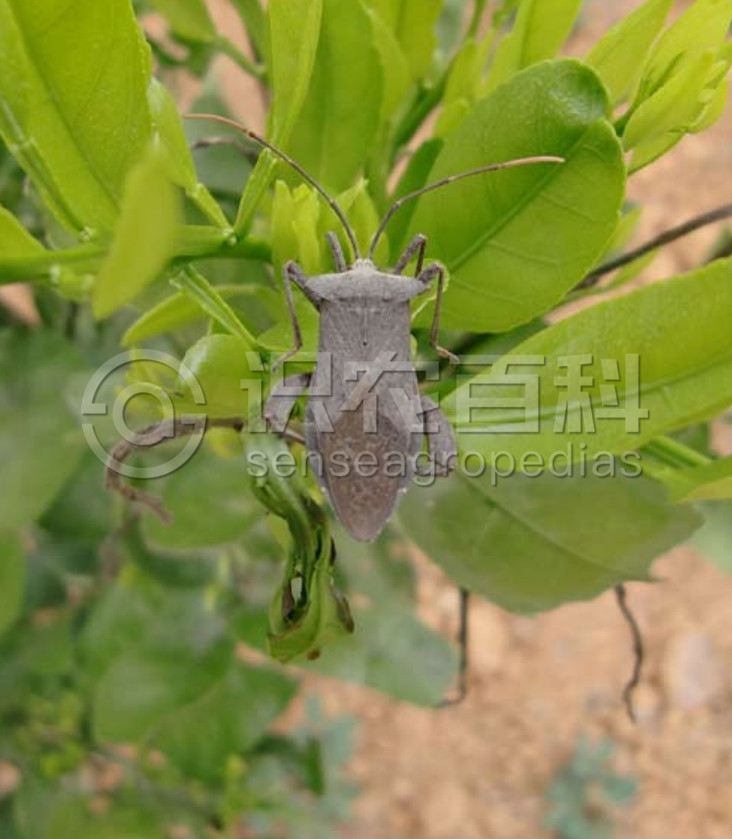 柑橘黄叶症状示例1