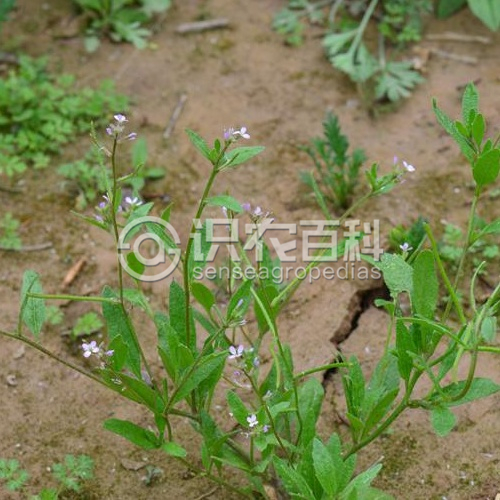 柑橘黄叶症状示例2