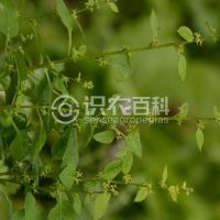 柑橘黄叶症状示例0