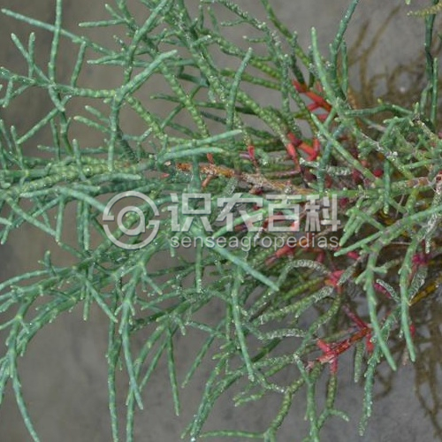 柑橘黄叶症状示例3