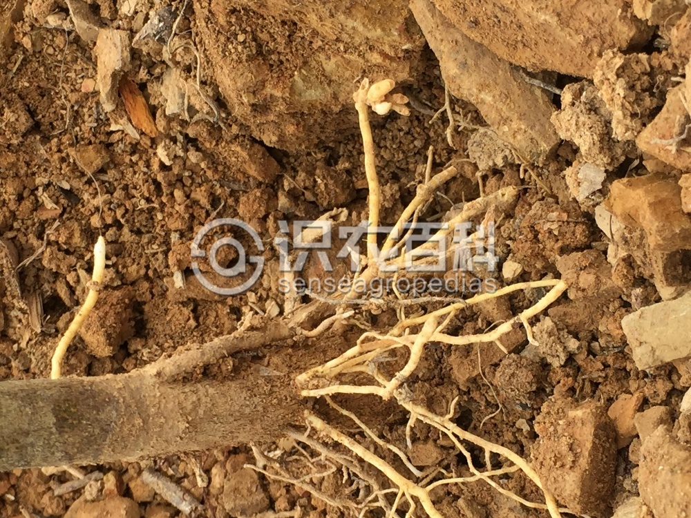 柑橘黄叶症状示例3