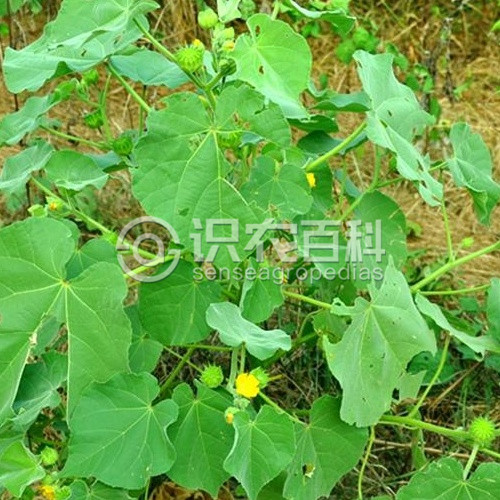 柑橘黄叶症状示例2
