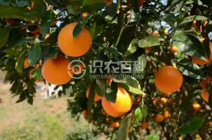柑橘黄叶症状示例0