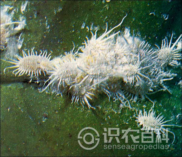 柑橘黄叶症状示例2