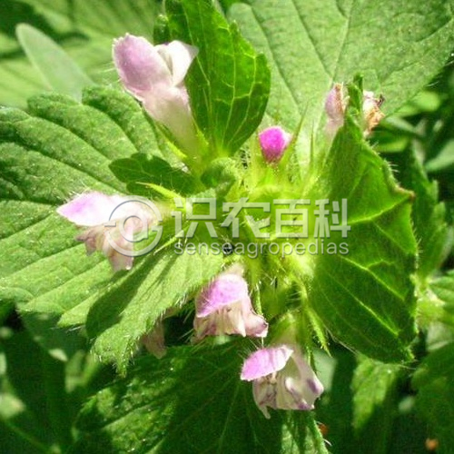 柑橘黄叶症状示例2