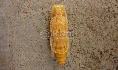 柑橘黄叶症状示例5