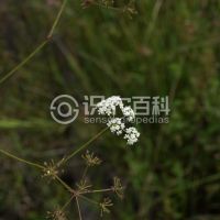 柑橘黄叶症状示例0