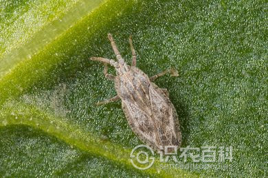 柑橘黄叶症状示例2