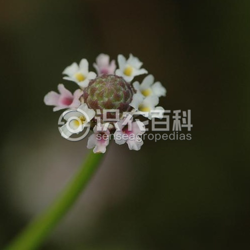 柑橘黄叶症状示例3