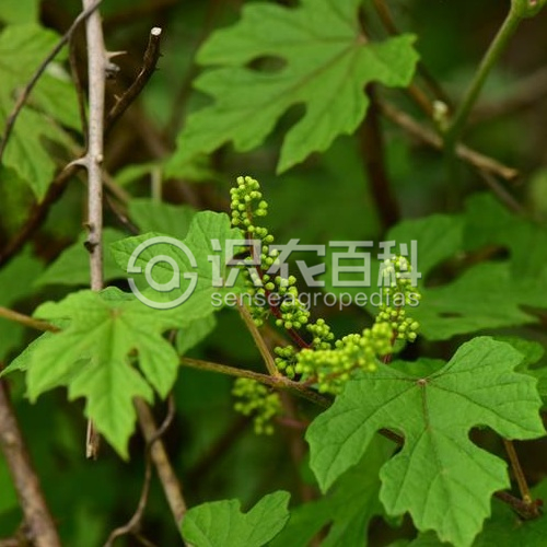 柑橘黄叶症状示例1