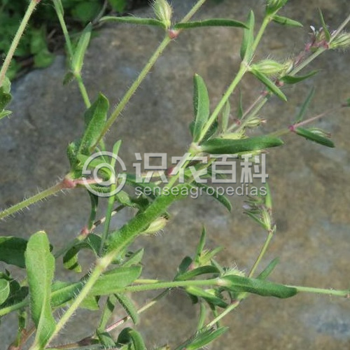 柑橘黄叶症状示例1