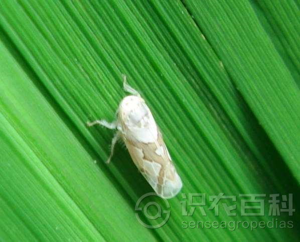 柑橘黄叶症状示例3