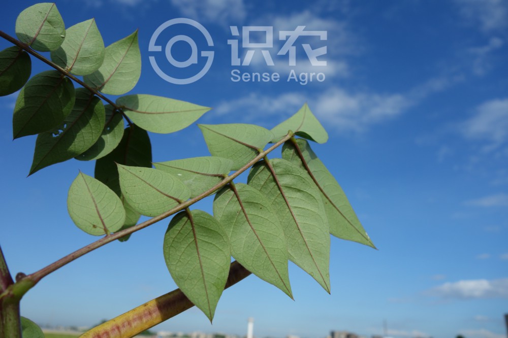 柑橘黄叶症状示例5