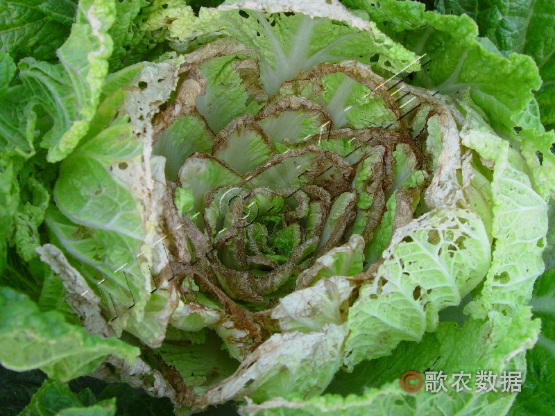 柑橘黄叶症状示例0