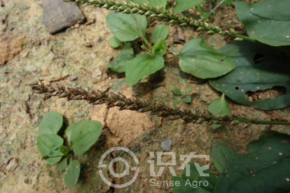 柑橘黄叶症状示例2