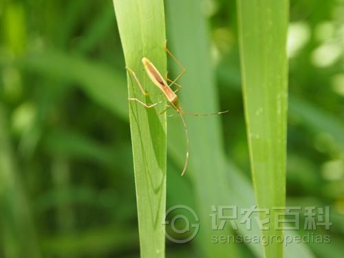 柑橘黄叶症状示例3