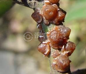 柑橘黄叶症状示例2