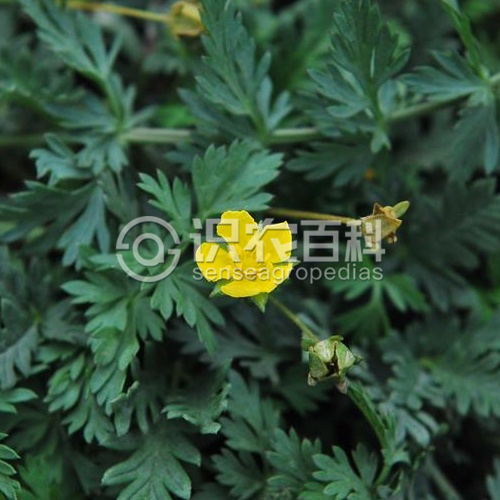 柑橘黄叶症状示例2