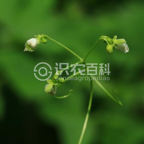 柑橘黄叶症状示例1