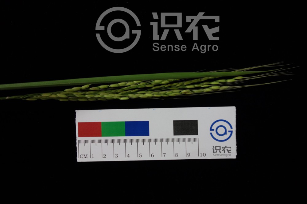 柑橘黄叶症状示例5