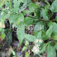 柑橘黄叶症状示例0