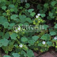 柑橘黄叶症状示例0