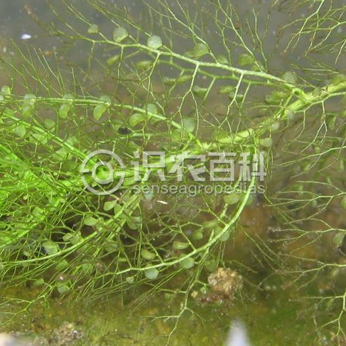 柑橘黄叶症状示例4