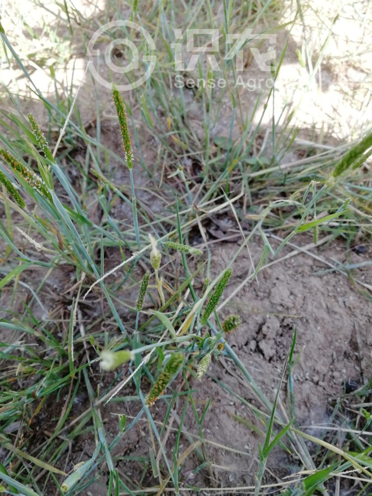 柑橘黄叶症状示例1