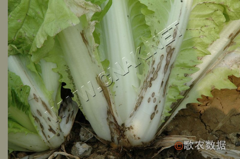 柑橘黄叶症状示例4