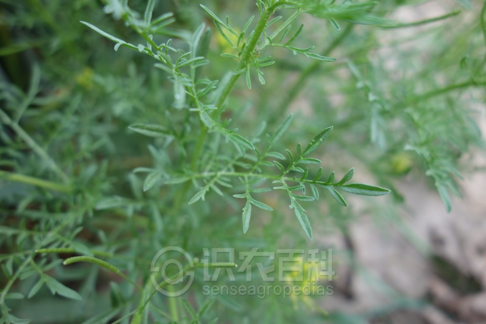 柑橘黄叶症状示例3